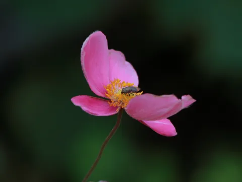 風に揺れるピンクの花