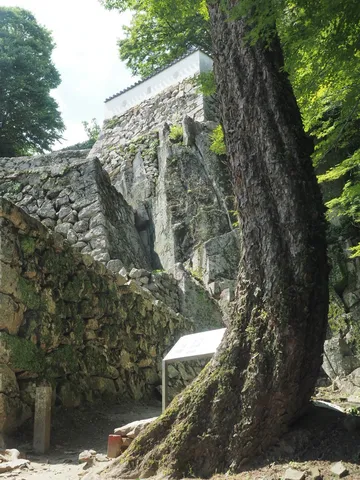 緑に包まれた古城の石垣