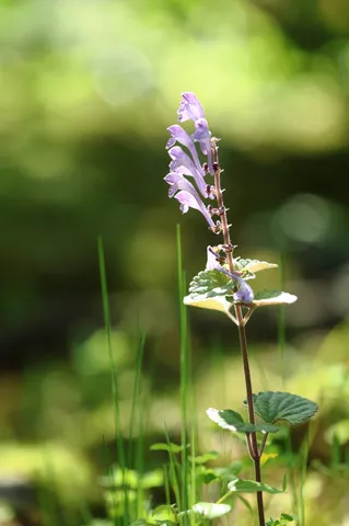 光を受ける紫の花