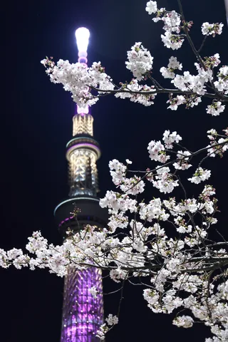 桜越しの光る塔