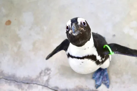ペンギンの視線、何か訴えてる？