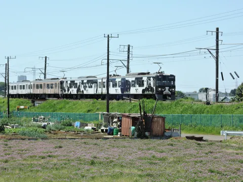 牛柄電車が走る花畑のどか