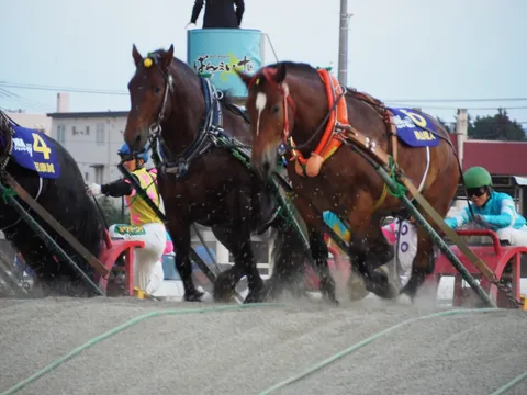 ばんえい競馬