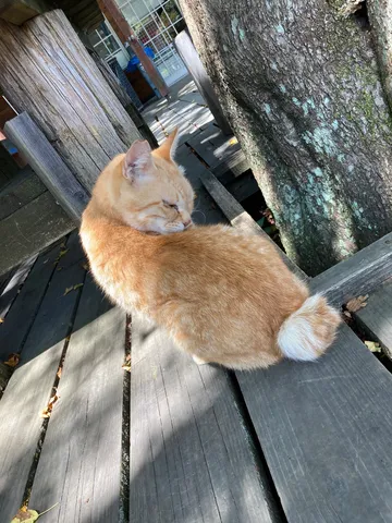 午後の陽だまり、猫のひととき