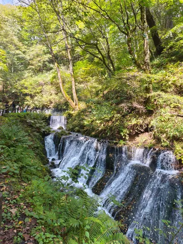 緑の囁きと小さな滝
