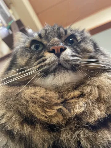 ふわふわ毛並みの猫