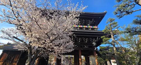 桜咲く古刹の門、青空に映える
