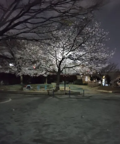 暗闇に浮かぶ夜桜