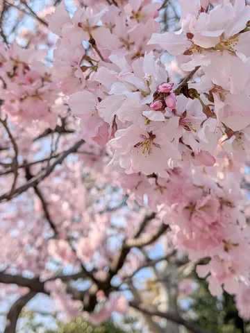 春風に揺れる、ふんわり桜