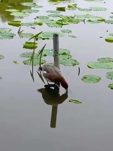 水面の静かなる営み