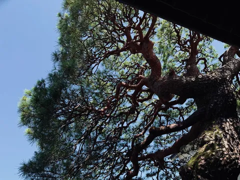 絡み合う枝葉、青空に映える