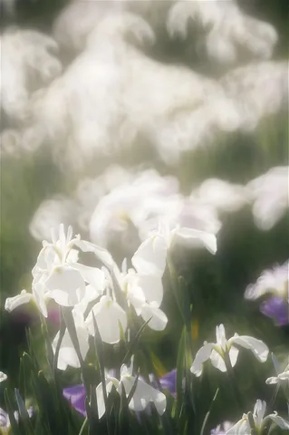 遠く、遠く、離れていても