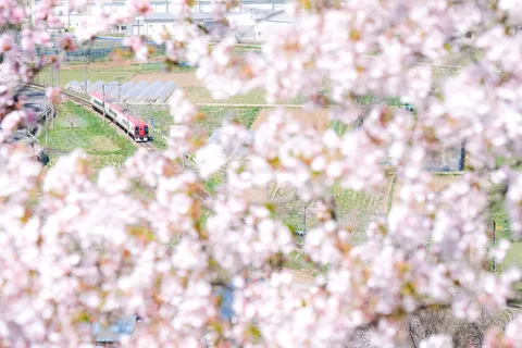 幻想的な桜と列車