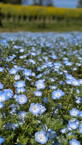 空色の花が咲き誇る丘