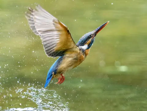 躍動する命、水しぶきの芸術