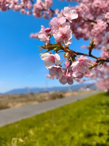 青空と咲き誇る桜