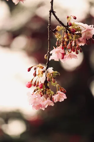 春の雪化粧、淡い桜