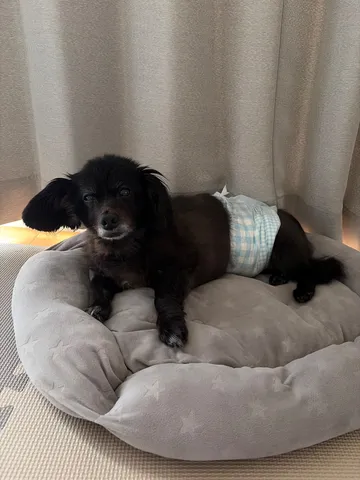 おむつ姿のわんこ、リラックスタイム