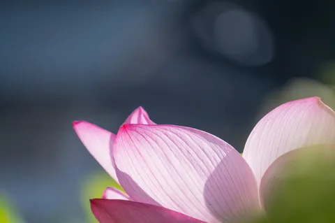 淡く光る蓮の花びらの神秘