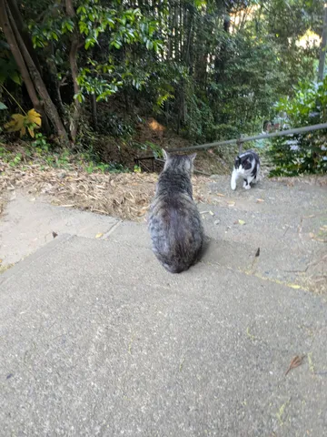 新緑の道、猫の邂逅