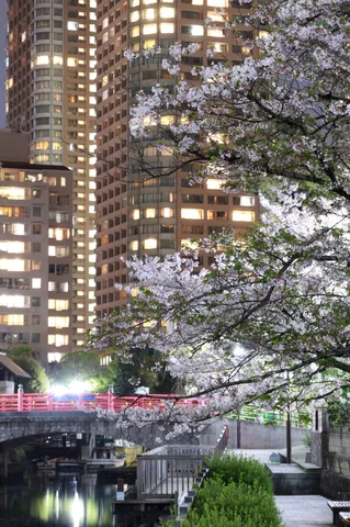 都会に咲く夜桜の記憶