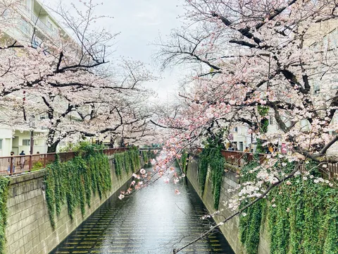 水路に咲く桜の回廊