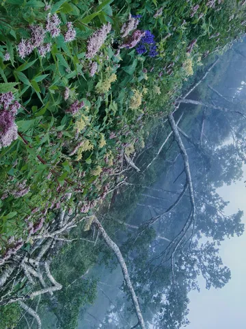 霧の森と花の揺らぎ
