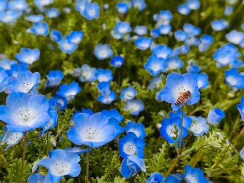 甘い蜜を求めて、小さな旅人