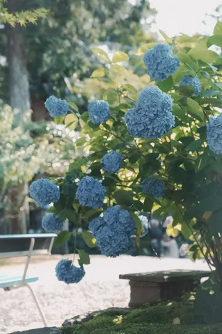 青い紫陽花、夏の庭園