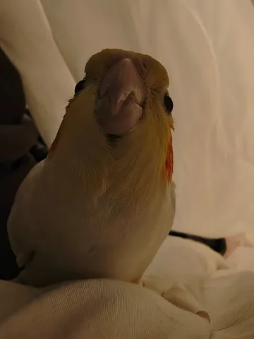 カメラ目線で小首をかしげるインコ