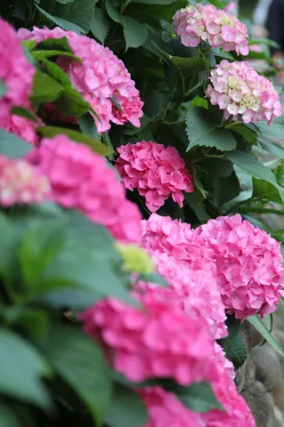 ピンクの紫陽花、鮮やかに咲く