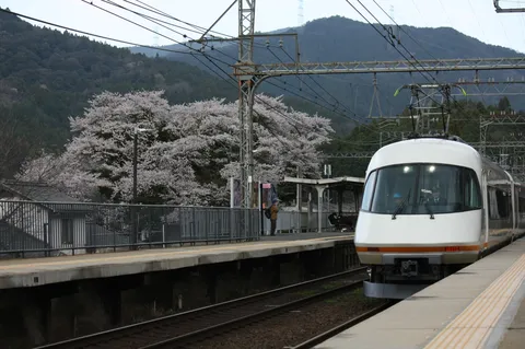 満開の桜と電車、春の訪れ