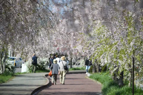 新緑と桜のトンネル