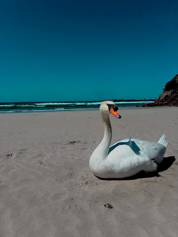 浜辺でくつろぐ優雅な白鳥