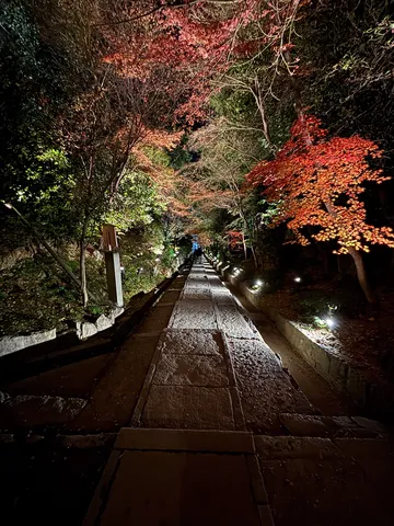 灯りへ続く紅葉の小径
