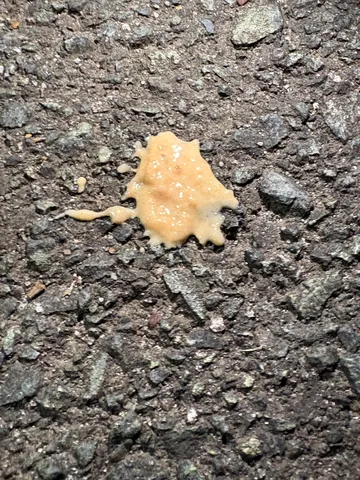 泥の上の小宇宙が踊る