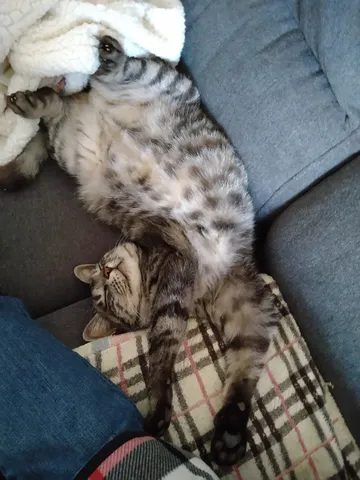 ソファでとろける猫様