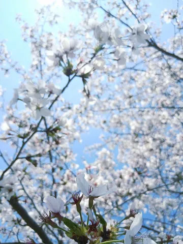 白昼の桜が呼ぶ風