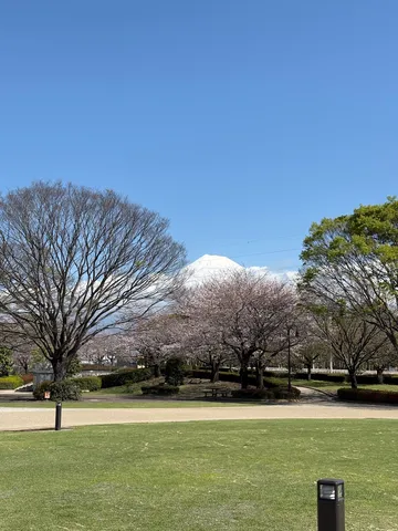 青空に映える桜と富士