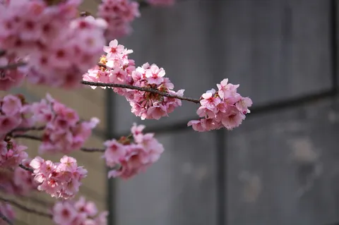 陽光に煌めく桜