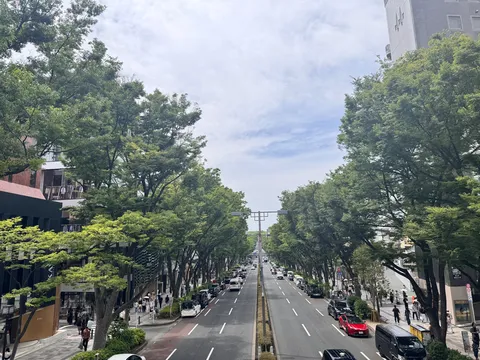 緑陰に包まれた都会の並木道