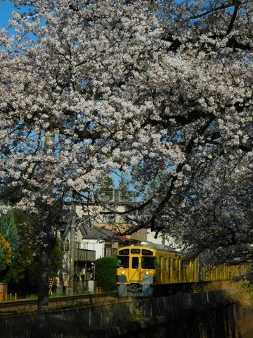 桜トンネルを駆け抜ける黄色い電車