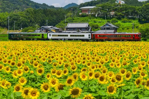 ひまわり畑を駆け抜ける三色列車
