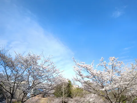 春告げる空と桜並木