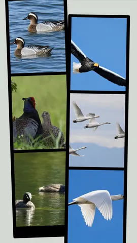 鳥たちの穏やかな時間