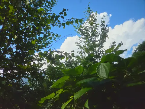 新緑の隙間から