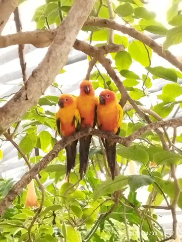 木の上の三つ巴カラー