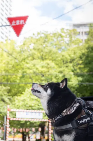 止まれ！舌出し柴犬、夏空を仰ぐ