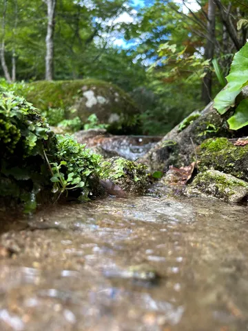 新緑が眩しい、せせらぎの小道