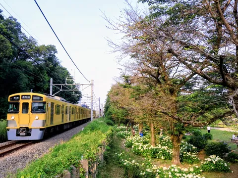 緑と黄色い電車のコントラスト